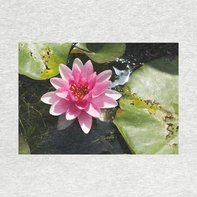 Pink water lily by thadz